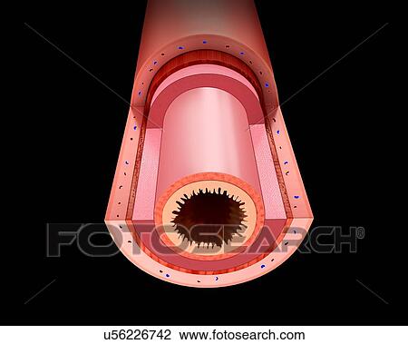 Cross section of the human small intestinal wall, computer illustration. View Large Illustration Drawing - Cross section of the human small intestinal wall, computer illustration.. Fotosearch