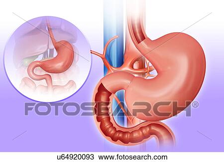 Cross section of the human small intestine and stomach, computer artwork. View Large Illustration Drawing - Cross section of the human small intestine and stomach, computer artwork.. Fotosearch