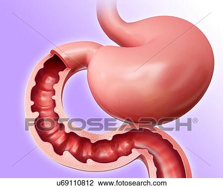 Cross section of the human small intestine and stomach, computer illustration. View Large Illustration Drawing - Cross section of the human small intestine and stomach, computer illustration.. Fotosearch