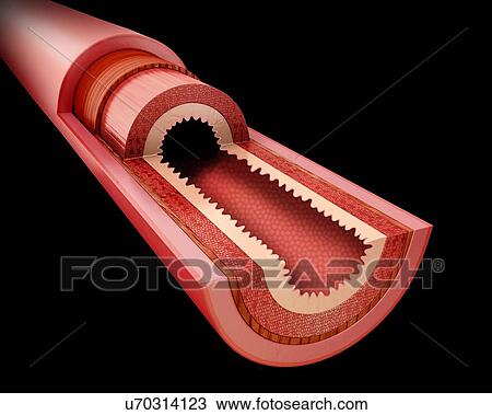 Cross section of the human small intestine, computer illustration. View Large Illustration Drawing - Cross section of the human small intestine, computer illustration.. Fotosearch