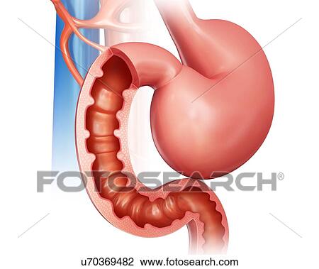 Drawing - Cross section of the human small intestine and stomach, computer illustration.. Fotosearch