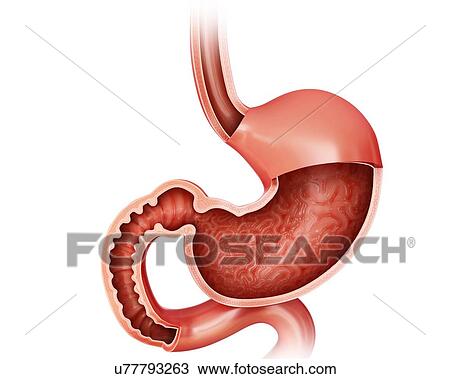 Drawing - Cross section of the human small intestine and stomach, computer illustration.. Fotosearch