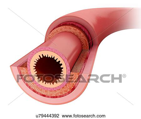 Cross section of the human small intestinal wall, computer artwork. View Large Illustration Drawing - Cross section of the human small intestinal wall, computer artwork.. Fotosearch