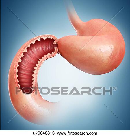 Cross section of the human small intestine, computer artwork. View Large Illustration Drawing - Cross section of the human small intestine, computer artwork.. Fotosearch