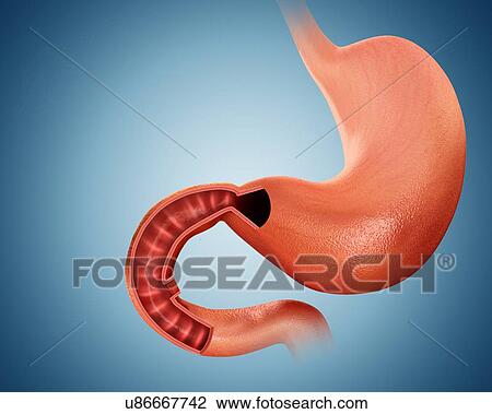 Cross section of the human small intestine, computer illustration. View Large Illustration Drawing - Cross section of the human small intestine, computer illustration.. Fotosearch