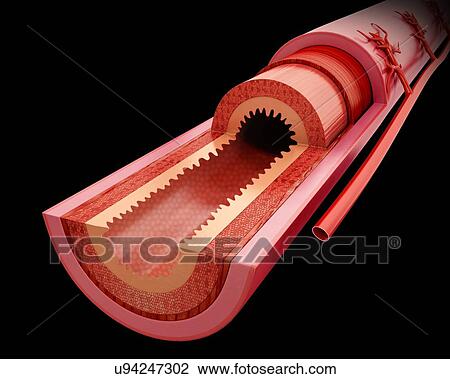 Cross section of the human small intestinal wall, computer illustration. View Large Illustration Drawing - Cross section of the human small intestinal wall, computer illustration.. Fotosearch