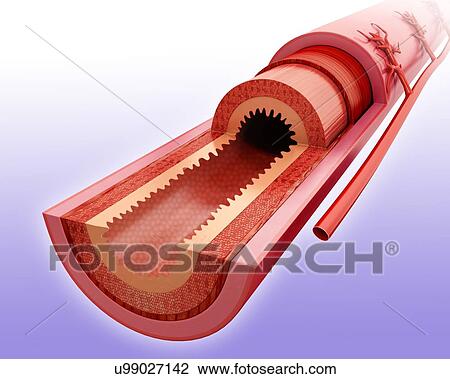 Drawing - Cross section of the human small intestinal wall, computer illustration.. Fotosearch