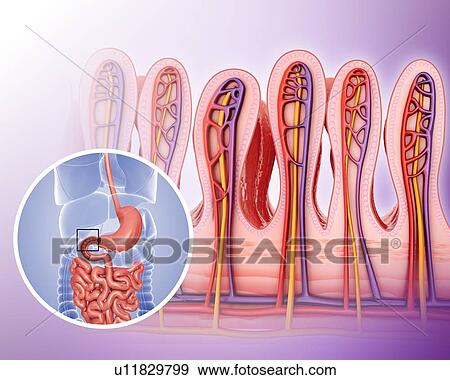 Cross section of the human small intestinal wall, computer artwork. View Large Illustration Stock Illustration - Cross section of the human small intestinal wall, computer artwork.. Fotosearch
