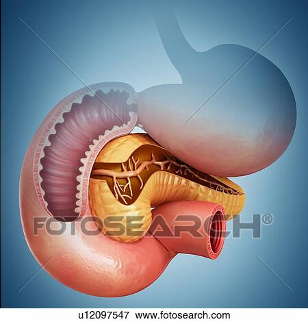 Stock Illustration - Cross section of the human small intestine and pancreas, computer artwork.. Fotosearch