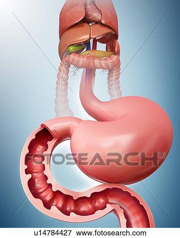 Cross section of the human small intestine and stomach, computer artwork. View Large Illustration Stock Illustration - Cross section of the human small intestine and stomach, computer artwork.. Fotosearch