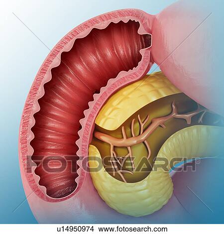 Stock Illustration - Cross section of the human small intestine and pancreas, computer artwork.. Fotosearch