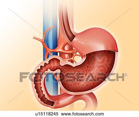 Stock Illustration - Cross section of the human small intestine and stomach, computer artwork.. Fotosearch