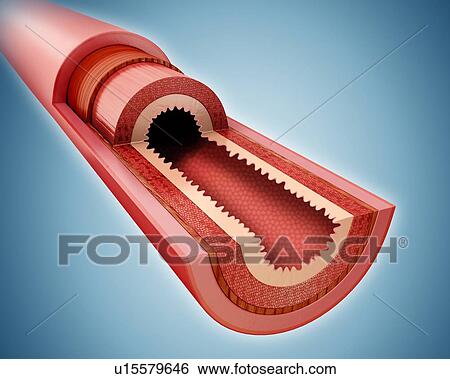 Stock Illustration - Cross section of the human small intestine, computer illustration.. Fotosearch