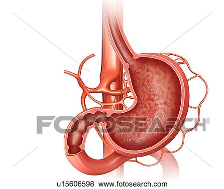 Cross section of the human small intestine and stomach, computer illustration. View Large Illustration Stock Illustration - Cross section of the human small intestine and stomach, computer illustration.. Fotosearch