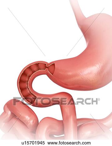 Cross section of the human small intestine and stomach, computer illustration. View Large Illustration Stock Illustration - Cross section of the human small intestine and stomach, computer illustration.. Fotosearch