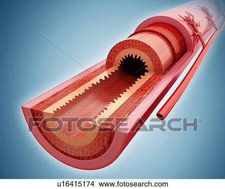 Cross section of the human small intestinal wall, computer illustration. View Large Illustration Stock Illustration - Cross section of the human small intestinal wall, computer illustration.. Fotosearch