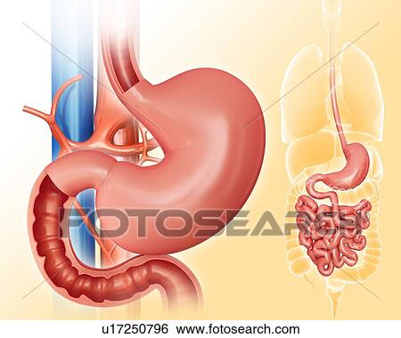 Stock Illustration - Cross section of the human small intestine and stomach, computer artwork.. Fotosearch