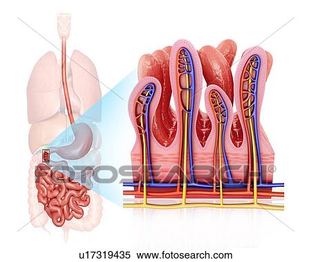 Cross section of the human small intestinal wall, computer artwork. View Large Illustration Stock Illustration - Cross section of the human small intestinal wall, computer artwork.. Fotosearch