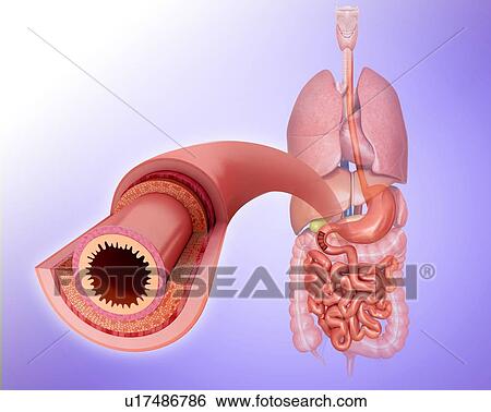 Stock Illustration - Cross section of the human small intestinal wall, computer artwork.. Fotosearch