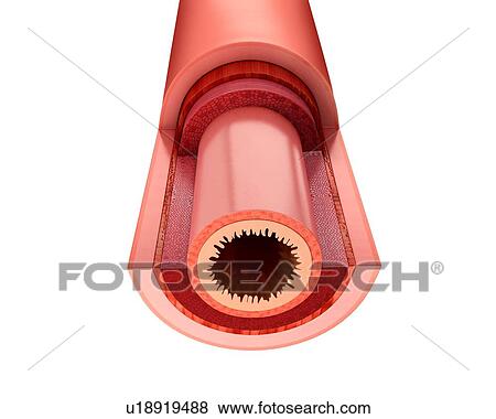 Cross section of the human small intestinal wall, computer artwork. View Large Illustration Stock Illustration - Cross section of the human small intestinal wall, computer artwork.. Fotosearch