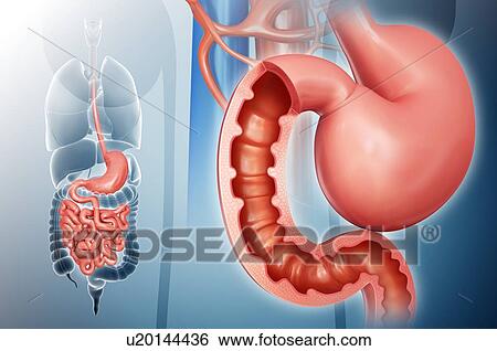 Cross section of the human small intestine and stomach, computer artwork. View Large Illustration Stock Illustration - Cross section of the human small intestine and stomach, computer artwork.. Fotosearch