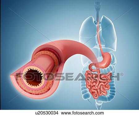 Stock Illustration - Cross section of the human small intestinal wall, computer artwork.. Fotosearch
