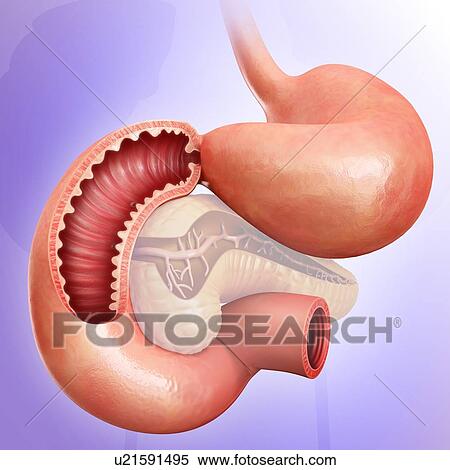 Cross section of the human small intestine, computer illustration. View Large Illustration Stock Illustration - Cross section of the human small intestine, computer illustration.. Fotosearch