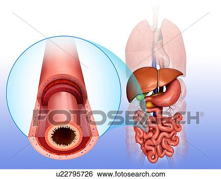 Cross section of the human small intestinal wall, computer illustration. View Large Illustration Stock Illustration - Cross section of the human small intestinal wall, computer illustration.. Fotosearch