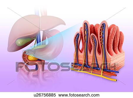 Stock Illustration - Cross section of the human small intestinal wall, computer artwork.. Fotosearch