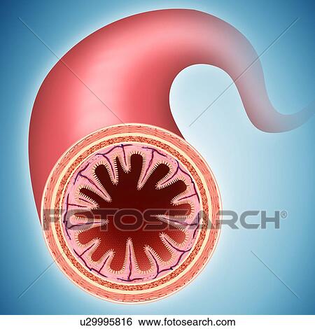 Stock Illustration - Cross section of the human small intestinal wall, computer artwork.. Fotosearch