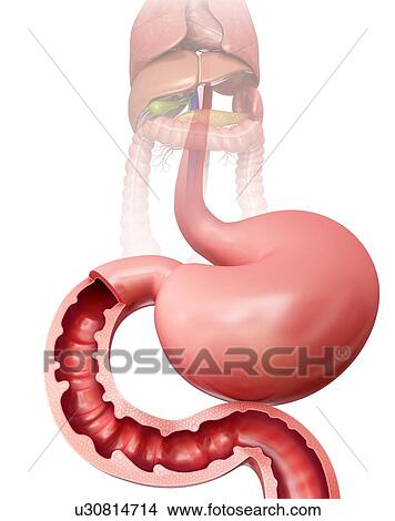 Stock Illustration - Cross section of the human small intestine, computer illustration.. Fotosearch