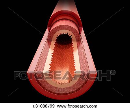Stock Illustration - Cross section of the human small intestine, computer illustration.. Fotosearch