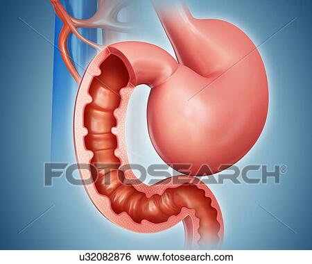 Stock Illustration - Cross section of the human small intestine and stomach, computer artwork.. Fotosearch