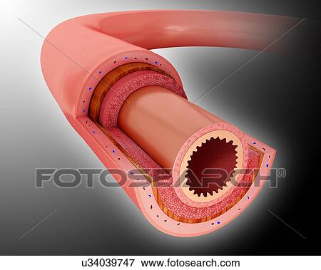 Stock Illustration - Cross section of the human small intestinal wall, computer artwork.. Fotosearch