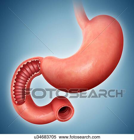 Cross section of the human small intestine, computer artwork. View Large Illustration Stock Illustration - Cross section of the human small intestine, computer artwork.. Fotosearch