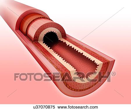 Cross section of the human small intestinal wall, computer artwork. View Large Illustration Stock Illustration - Cross section of the human small intestinal wall, computer artwork.. Fotosearch