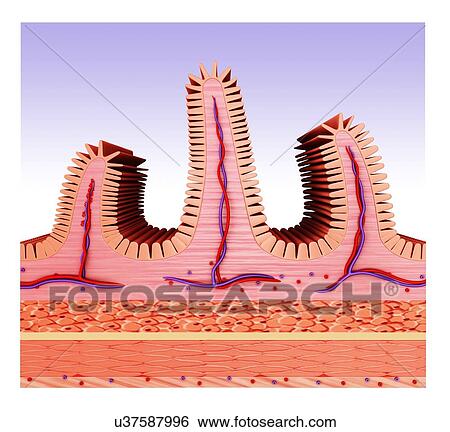 Cross section of the human small intestine, computer illustration. View Large Illustration Stock Illustration - Cross section of the human small intestine, computer illustration.. Fotosearch