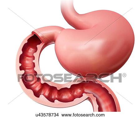 Stock Illustration - Cross section of the human small intestine, computer artwork.. Fotosearch