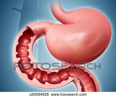 Stock Illustration - Cross section of the human small intestine and stomach, computer illustration.. Fotosearch