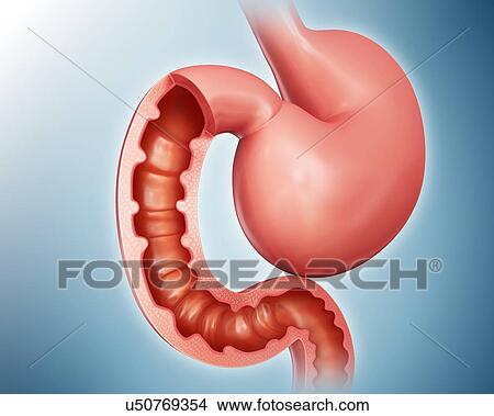 Stock Illustration - Cross section of the human small intestine and stomach, computer artwork.. Fotosearch