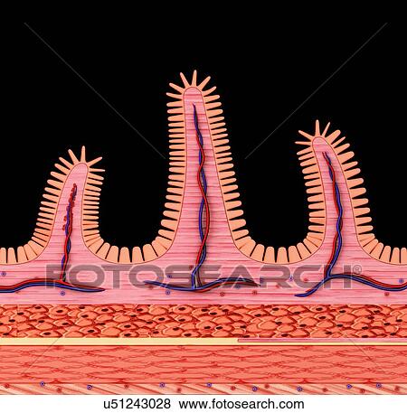 Stock Illustration - Cross section of the human small intestinal wall, computer illustration.. Fotosearch