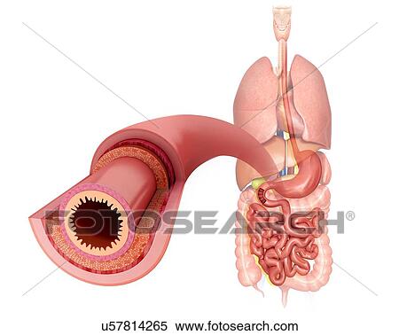 Cross section of the human small intestinal wall, computer artwork. View Large Illustration Stock Illustration - Cross section of the human small intestinal wall, computer artwork.. Fotosearch