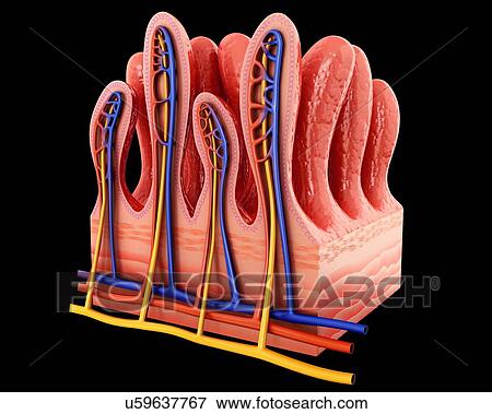 Cross section of the human small intestinal wall, computer illustration. View Large Illustration Stock Illustration - Cross section of the human small intestinal wall, computer illustration.. Fotosearch