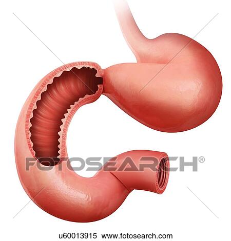 Stock Illustration - Cross section of the human small intestine, computer artwork.. Fotosearch