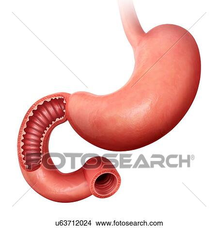 Cross section of the human small intestine, computer artwork. View Large Illustration Stock Illustration - Cross section of the human small intestine, computer artwork.. Fotosearch