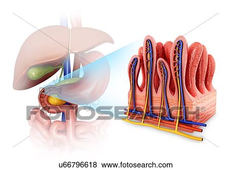 Cross section of the human small intestinal wall, computer illustration. View Large Illustration Stock Illustration - Cross section of the human small intestinal wall, computer illustration.. Fotosearch