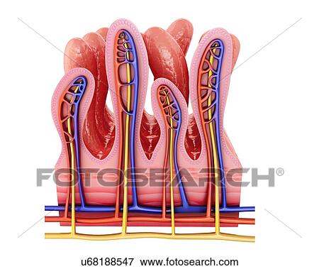 Cross section of the human small intestine wall, computer illustration. View Large Illustration Stock Illustration - Cross section of the human small intestine wall, computer illustration.. Fotosearch