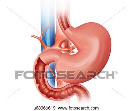 Cross section of the human small intestine and stomach, computer illustration. View Large Illustration Stock Illustration - Cross section of the human small intestine and stomach, computer illustration.. Fotosearch