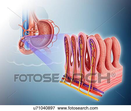 Cross section of the human small intestinal wall, computer artwork. View Large Illustration Stock Illustration - Cross section of the human small intestinal wall, computer artwork.. Fotosearch
