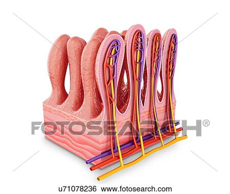 Cross section of the human small intestinal wall, computer artwork. View Large Illustration Stock Illustration - Cross section of the human small intestinal wall, computer artwork.. Fotosearch